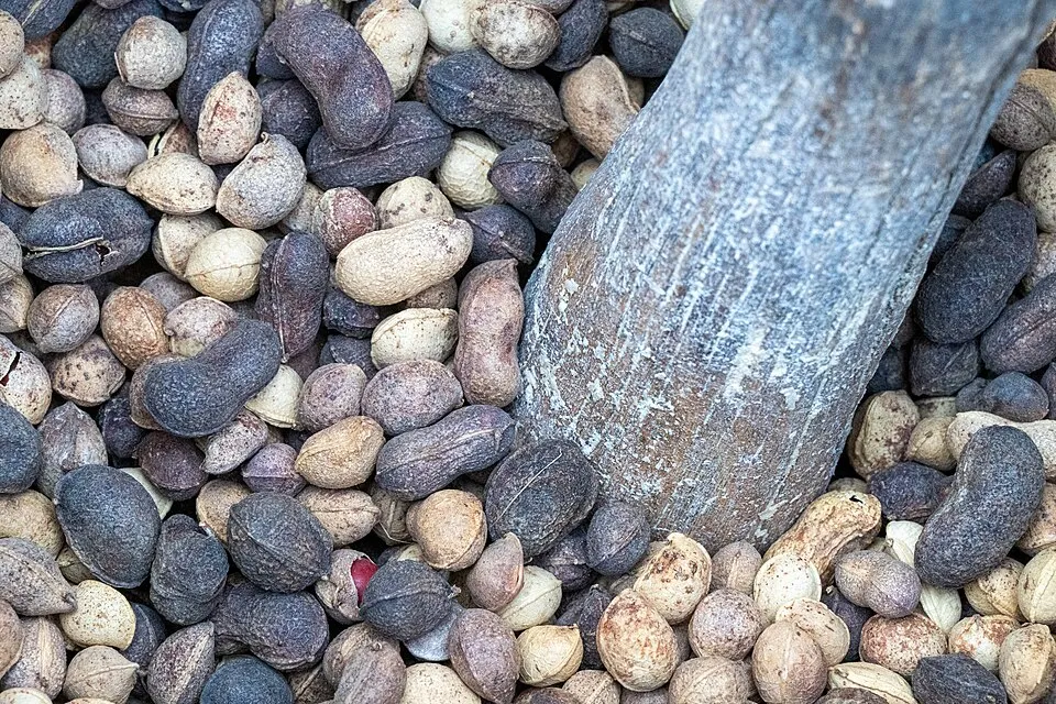 "Traditional deshelling of Bambara groundnut, Singida, Tanzania.jpg" by Crop Trust, CC BY-SA 4.0, via Wikimedia Commons Traditional deshelling of Bambara groundnut, Singida, Tanzania.jpg — "Traditional deshelling of Bambara groundnut, Singida, Tanzania.jpg" by Crop Trust, CC BY-SA 4.0, via Wikimedia Commons