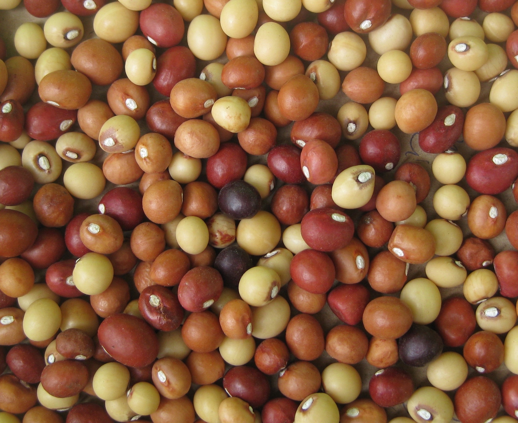 Banner image: Of bambara groundnuts. Image courtesy of Ton Rulkens via Flickr (CC BY-SA 2.0)
