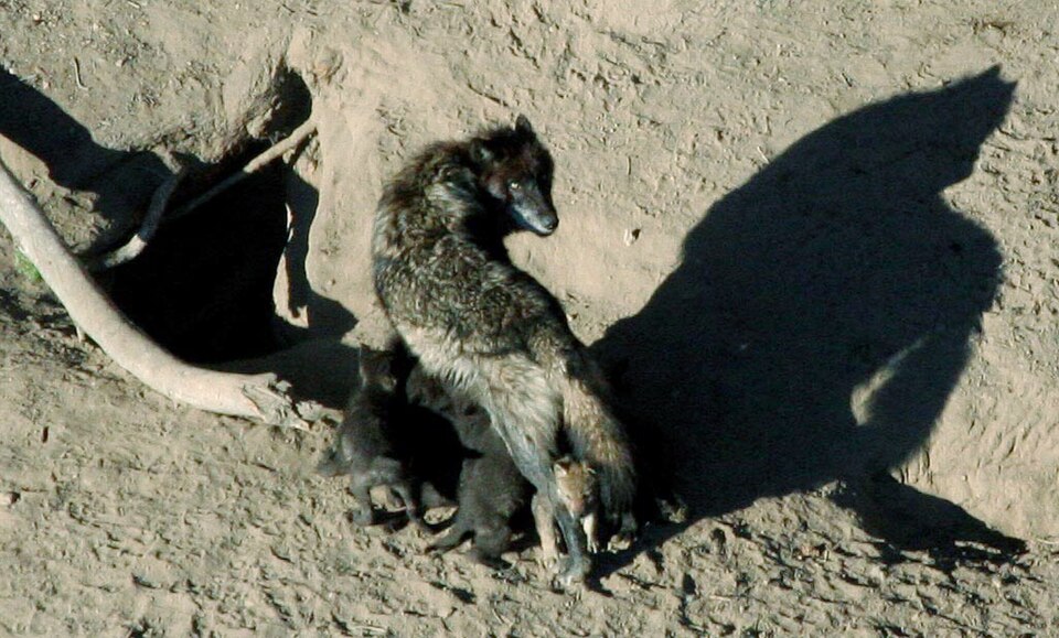 Nursing wolf.jpg