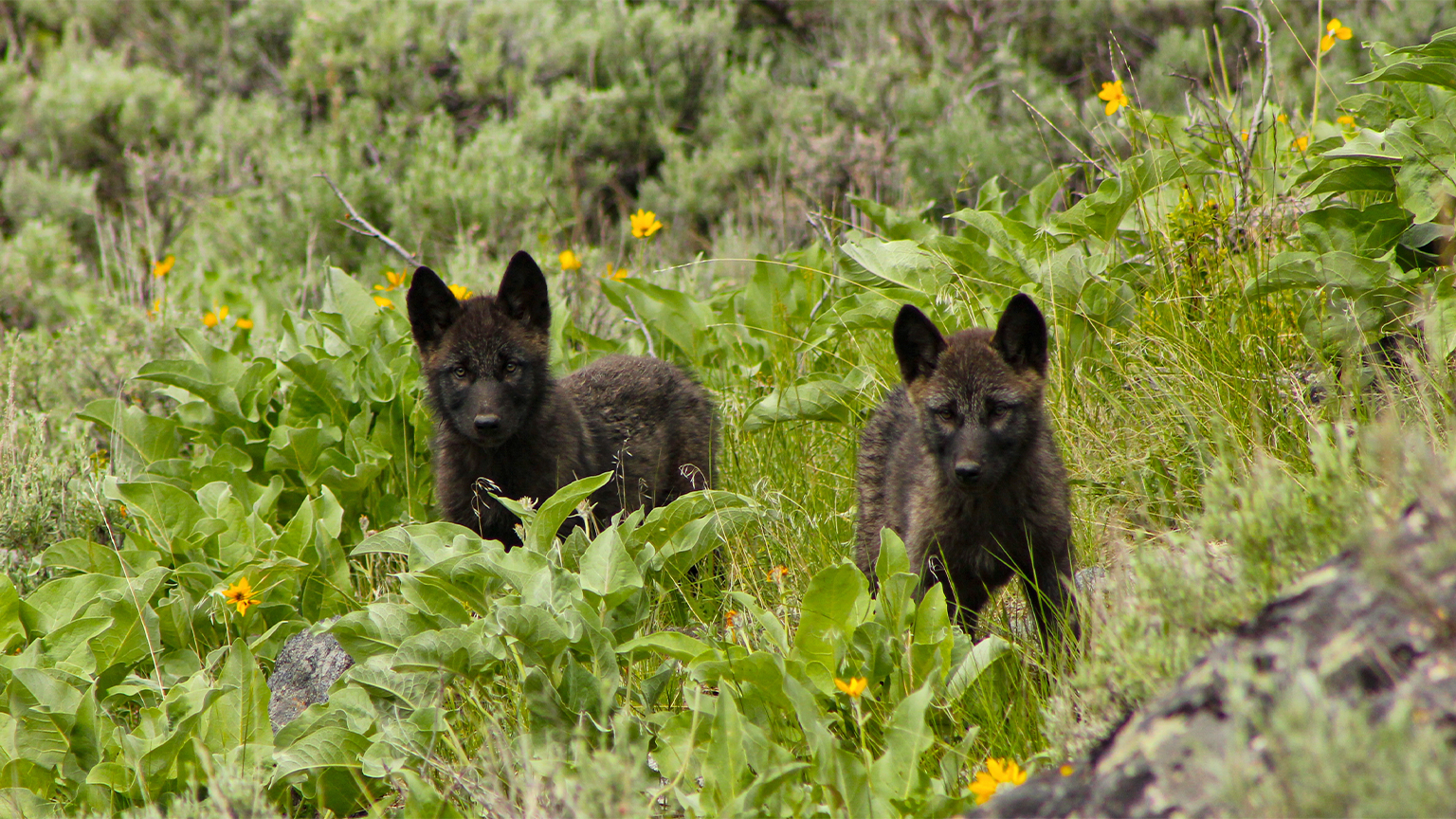Two wolf puppies from the Junction Butte Pack in Yellowstone National Park captured in a 2025 photo. Pups learn to howl early on by mimicking the vocalizations of their mothers. Image by Jeremy Sunderaj, National Park Service, courtesy of Jeff Reed.