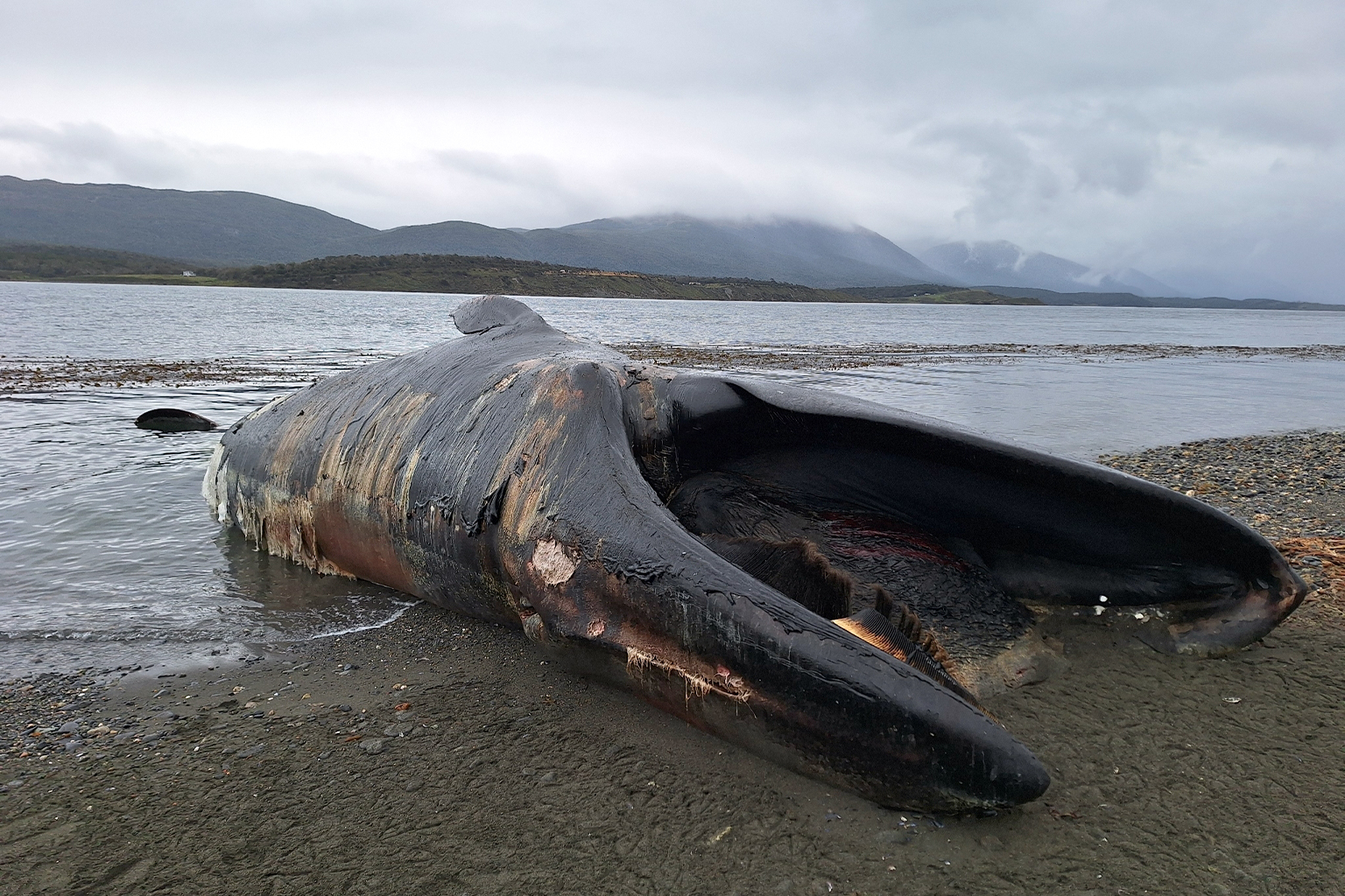 Image by John Collins via iNaturalist (CC BY-NC 4.0). A sei whale (Balaenoptera borealis) stranding on the coast of Chile in February 2026. — Image by John Collins via iNaturalist (CC BY-NC 4.0).