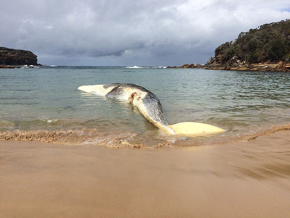 "Sei Whale Carcass.jpg" by Brurou, CC BY-SA 4.0, via Wikimedia Commons Sei Whale Carcass.jpg — "Sei Whale Carcass.jpg" by Brurou, CC BY-SA 4.0, via Wikimedia Commons