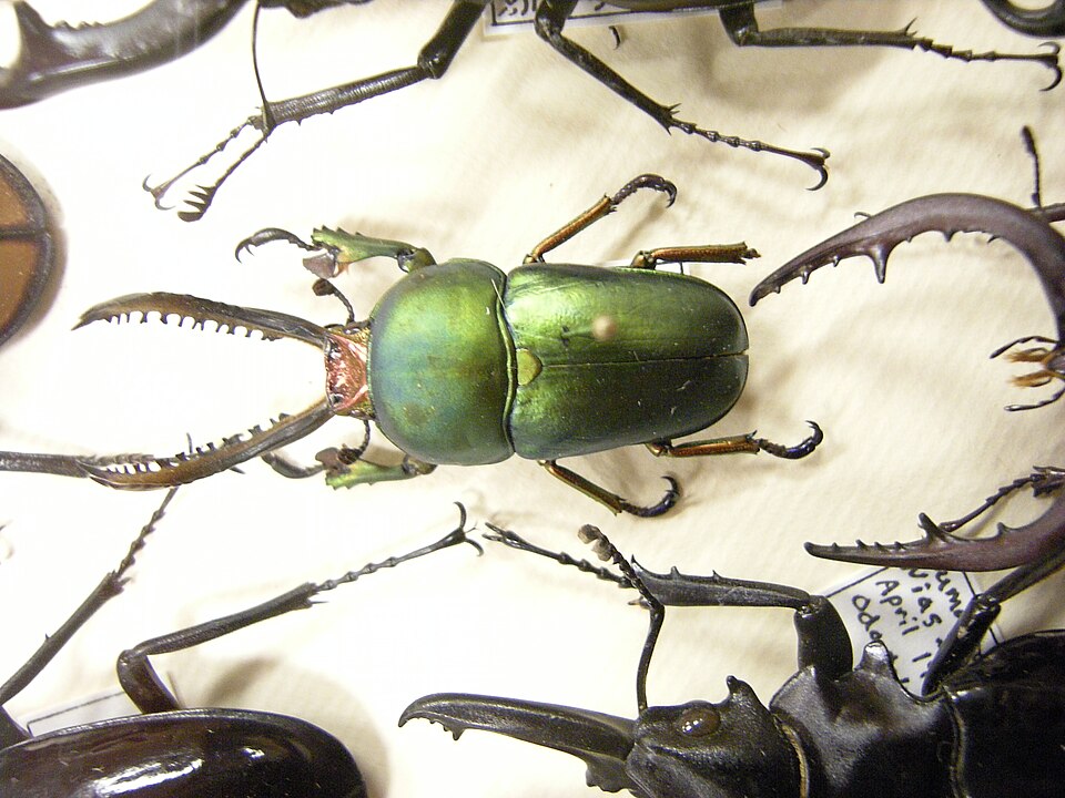Insect Safari - beetle 13.jpg