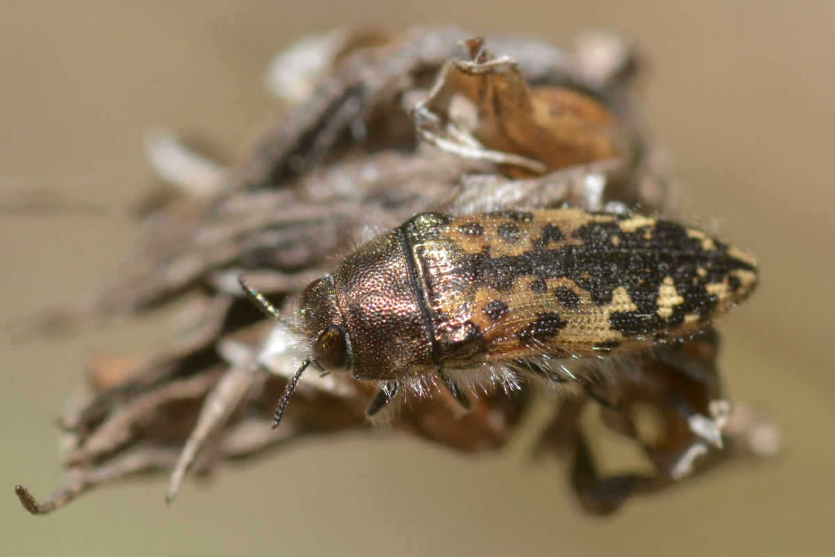 Buprestidae
