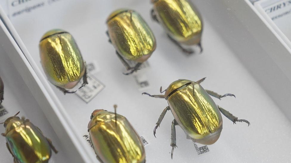 Several pinned beetle specimens in a museum-style display tray. Their oval wing cases shine metallic gold, green and bronze under bright light, with fine ridges running lengthways along their backs. The largest beetle, on the right, has six dark grey legs spread outward and curved, claw-like feet. S