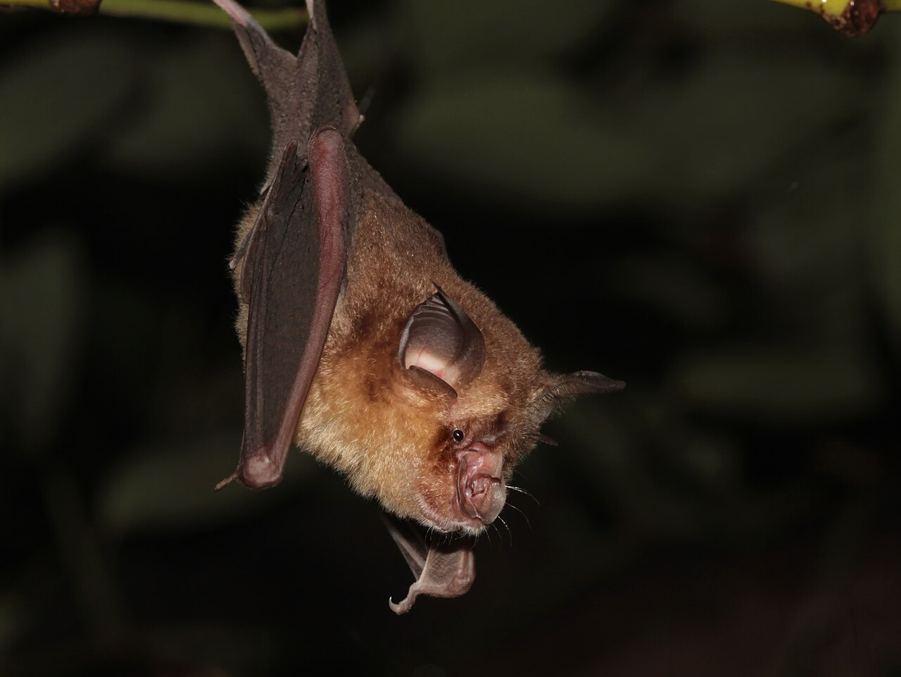 Çapraz yapraklı nal burunlu yarasa (Rhinolophus coelophyllus)