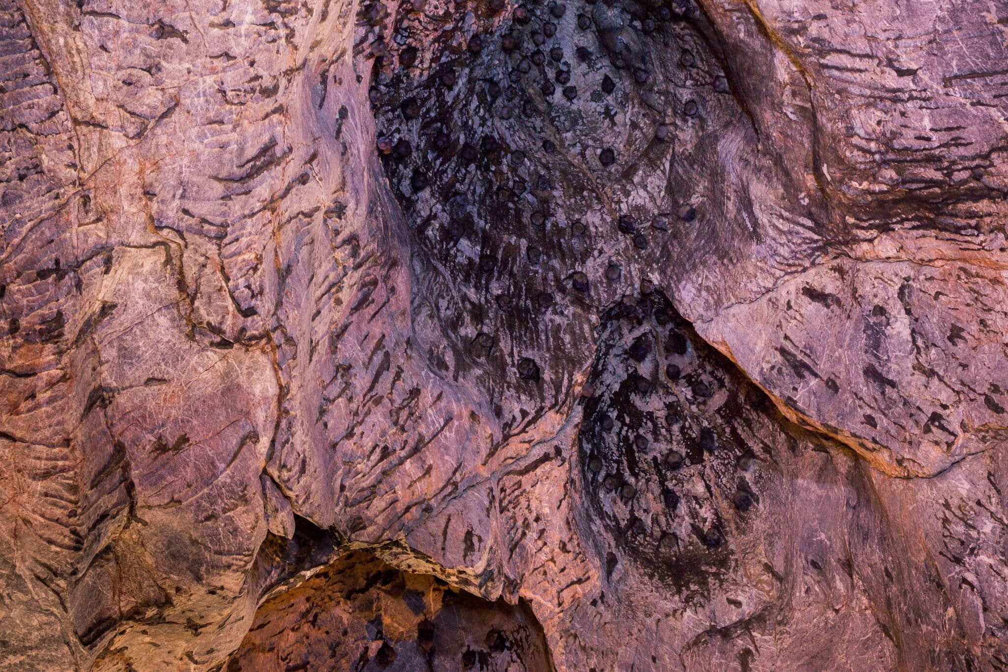 Bats in a cave roost in Thailand. Image by Jayakarthi Natarajan via Wikimedia Commons (CC BY-SA 4.0).