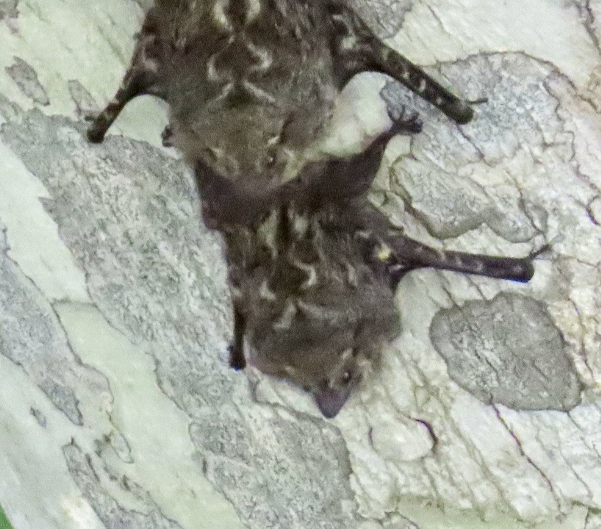 Rhynchonycteris naso