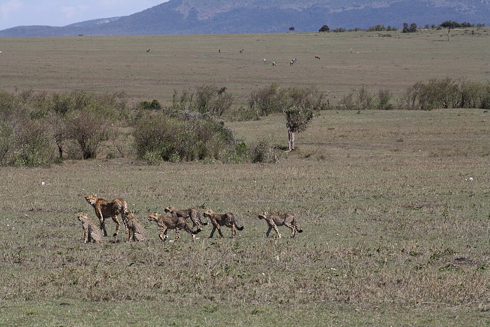 Cheetah with cubs (7513554338).jpg