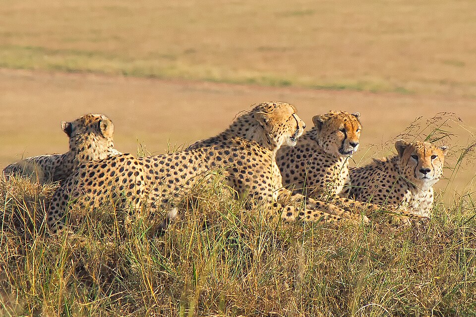 Male Cheetahs, Maasai Mara (43941746162).jpg