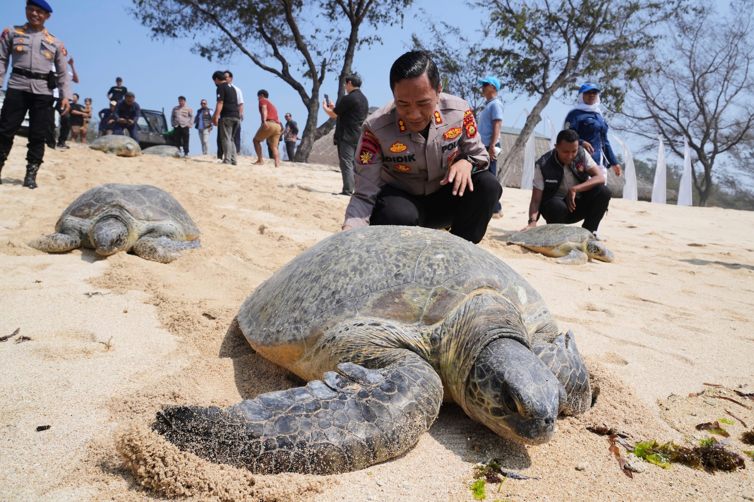 Police officers and activists prepare to release green sea turtles back into the ocean after they were found on an empty boat seemingly abandoned by poachers fleeing a police raid, in Serangan, Bali island, Indonesia, Tuesday, Oct. 13, 2026. (AP Photo/Firdia Lisnawati)