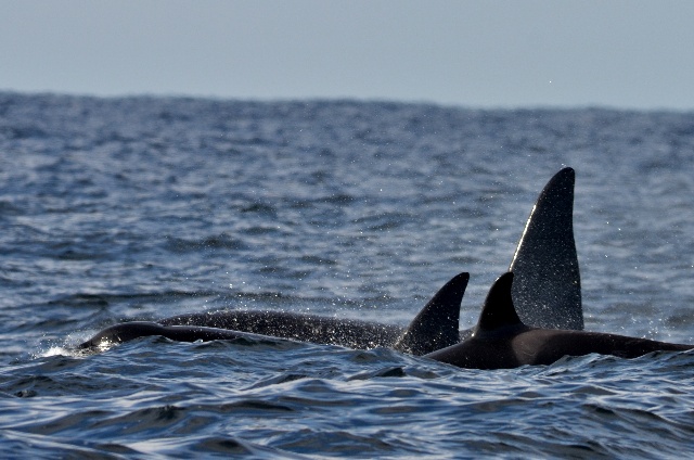 Orcinus orca