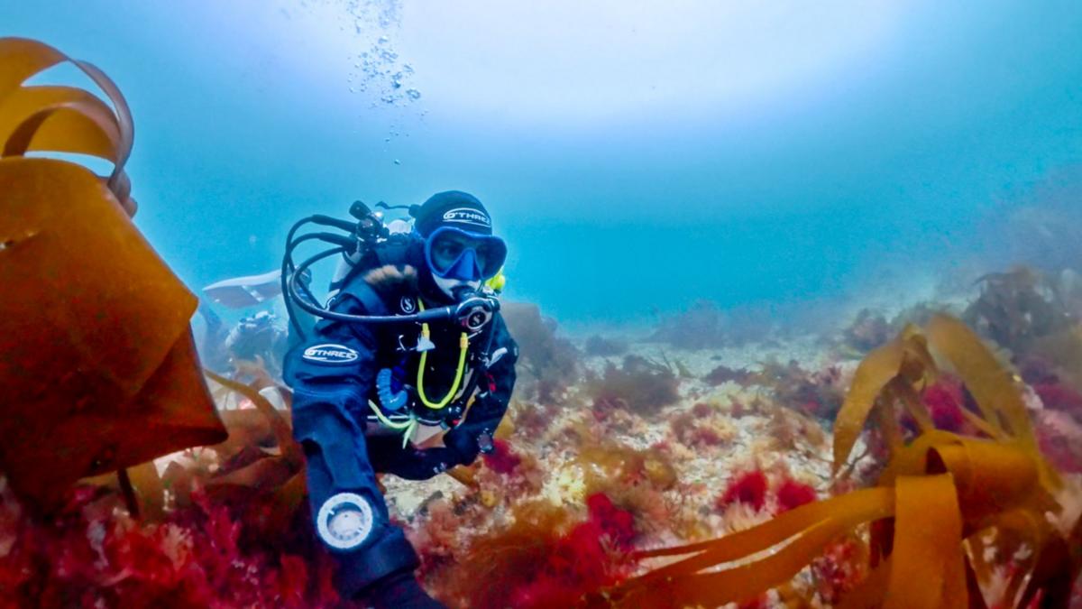 Scientific diver exploring maerl bed