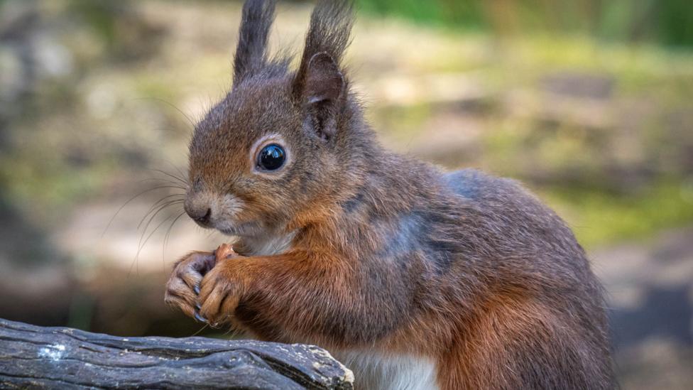 A red squirrel holds a nut in its hands. Its hands are held together and it is hunched over a branch in woodland. The squirrel has brown, grey and bright auburn coloured fur. Its ears perk high and it has beady black eyes.