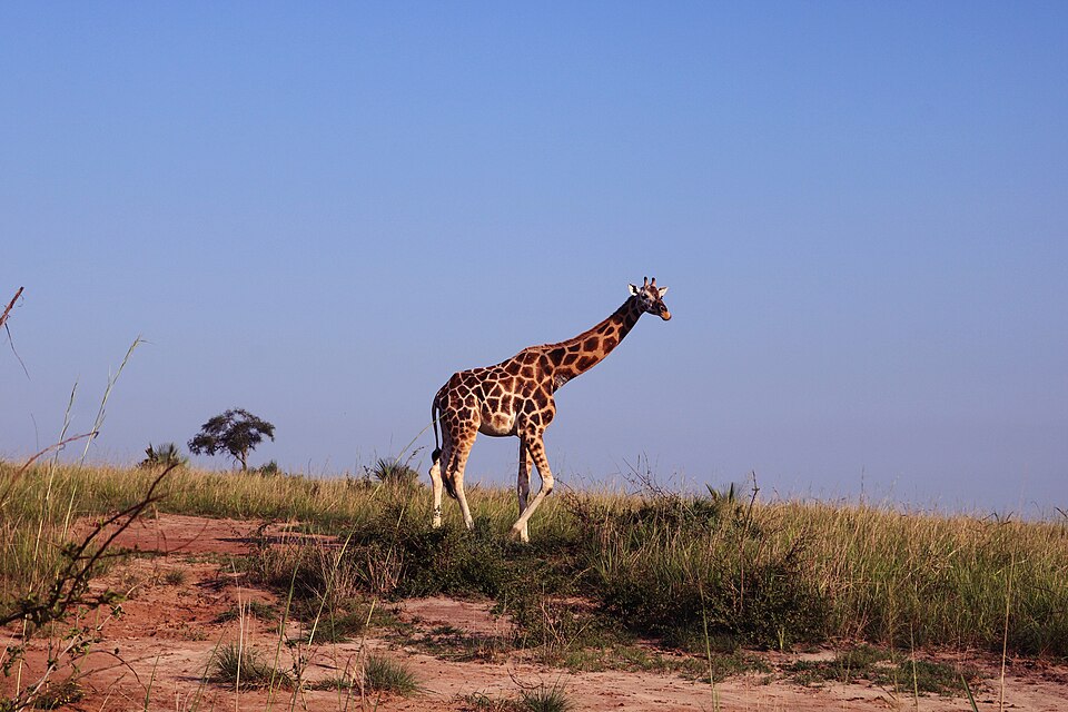 Nubian Giraffe on the look out in Murchision Falls National Game Park in Uganda.jpg
