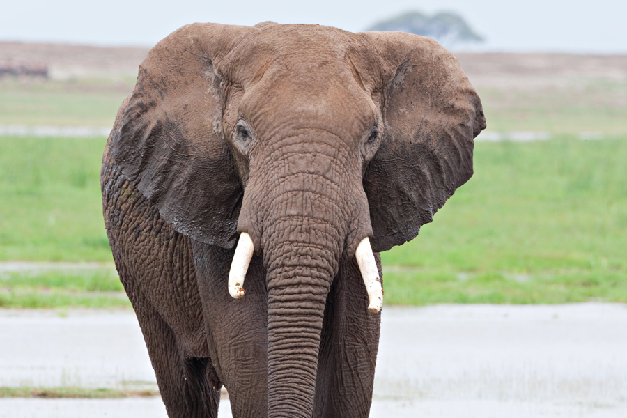 Elephant bull amboseli-JoeMilmoeUSFWS (6987533705).jpg