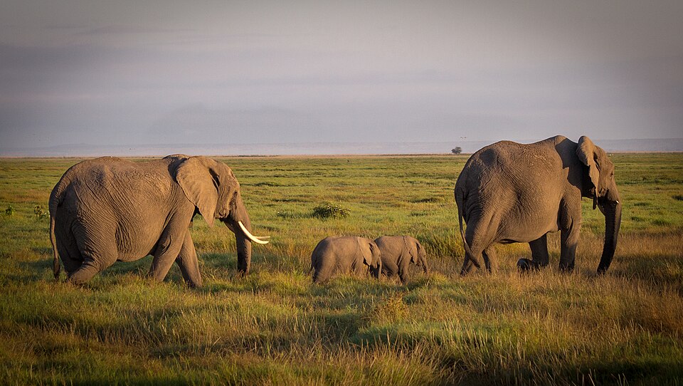 In memory of one of the rare Elephant Twins, who died this week. Amboseli National Park (44852745994).jpg