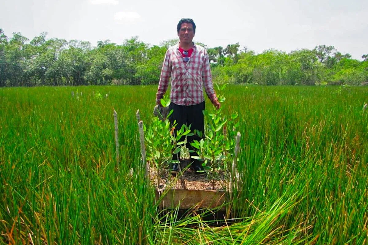 Image via Mongabay Omar Trujillo Santos stands in front of a chinampa planted with mangrove seedings grown in a nursery. Image from Soto et al., 2026 (preprint) (CC BY 4.0). — Image via Mongabay