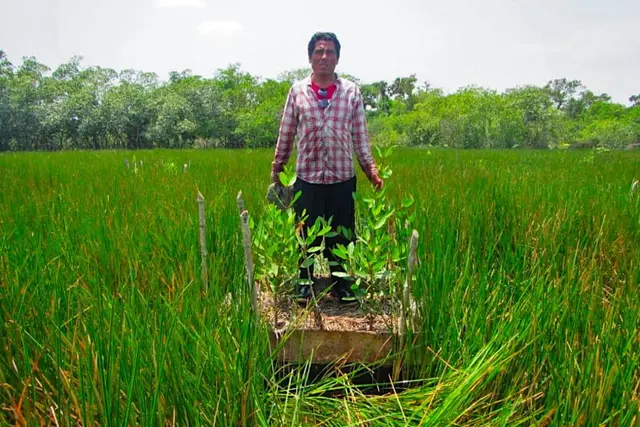 Omar Trujillo Santos stands in front of a chinampa planted with mangrove seedings grown in a nursery. Image from Soto et al., 2026 (preprint) (CC BY 4.0).