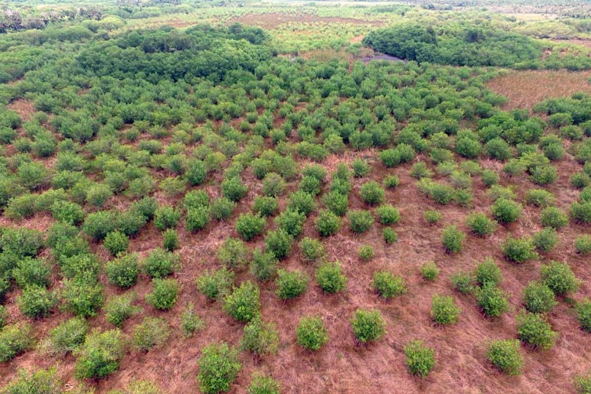 Image via Mongabay Chinampas-40hectares…:Aerial view of a mangrove area reforested by REVIVE using chinampas. Mangrove trees are adapted to live at the interface of land and sea, and can tolerate variable water levels. Image from Soto et al., 2026 (preprint) (CC BY 4.0). — Image via Mongabay
