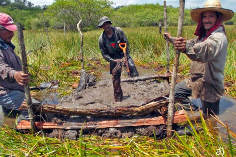 Community members from La Guadalupe, Tlacotalpan, Mexico and their newly-built chinampa. Image from Soto et al., 2026 (preprint) (CC BY 4.0).