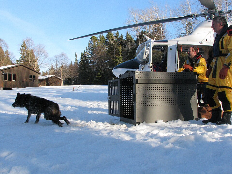 Black male gray wolf 016M captured from Jostle Lake, Ontario was transported by helicopter and released on Isle Royale near (440e7ee1-f7f5-4b11-be7a-920b12285f00).JPG