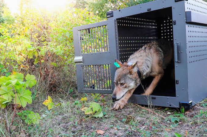 This Sept. 26, 2018, photo provided by the National Park Service shows a 4-year-old female gray wolf emerging from her cage as she is released at Isle Royale National Park in Michigan. (National Park Service via AP, File)
