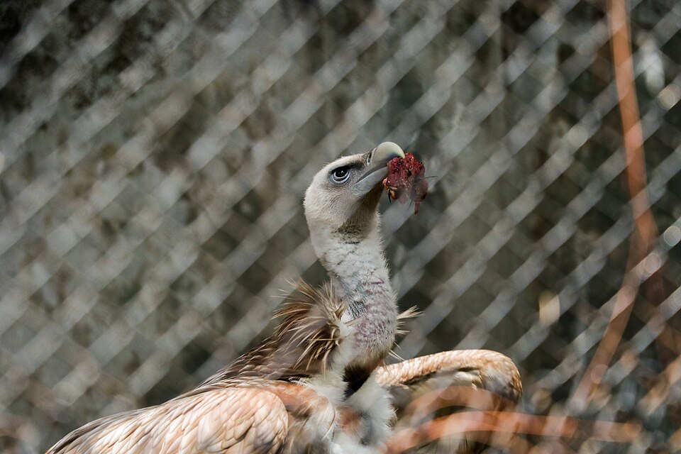 Himalayan Griffon, Central Zoo, Nepal.jpg
