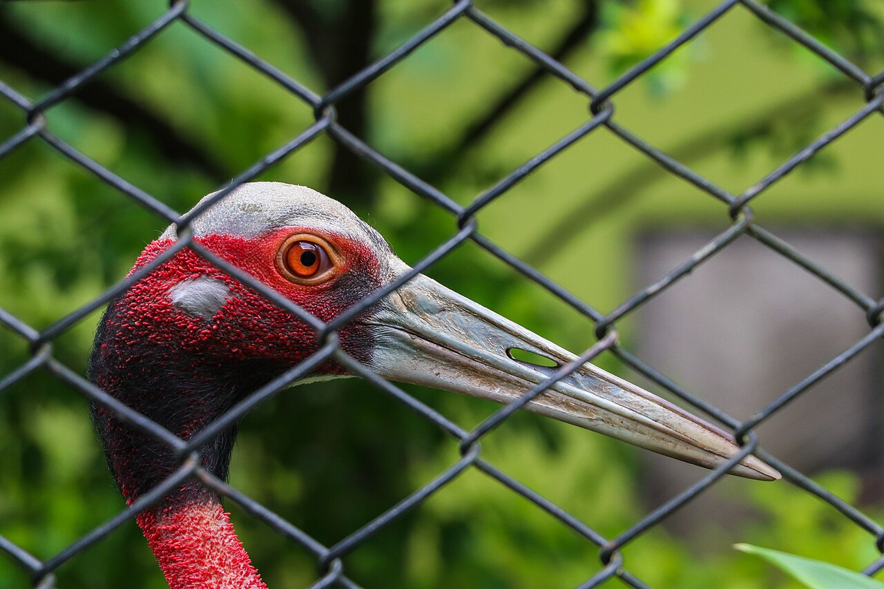 Sarus Crane in Nepal zoo