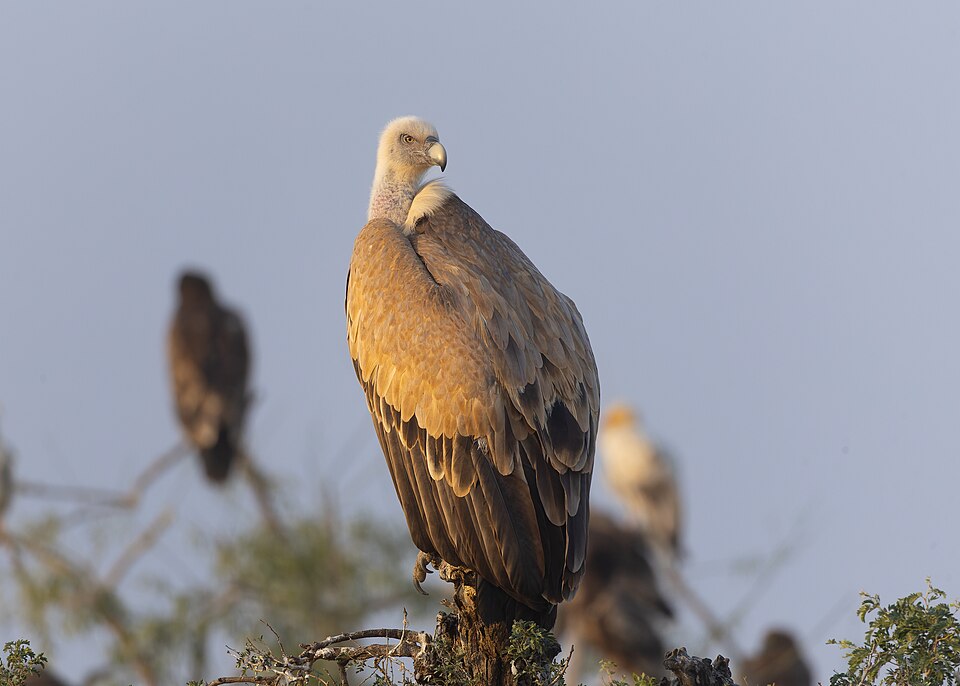 Himalayan Griffon in Jodbeed Gadhwala Conservation Reserve November 2025 by Tisha Mukherjee 02.jpg