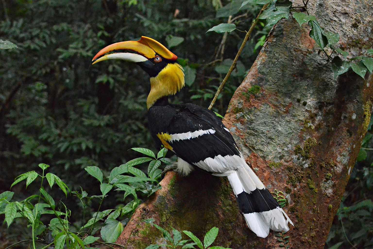 Image by Malyasri Bhattacharya via Wikimedia Commons (CC BY-SA 4.0). Great hornbill — Image by Malyasri Bhattacharya via Wikimedia Commons (CC BY-SA 4.0).