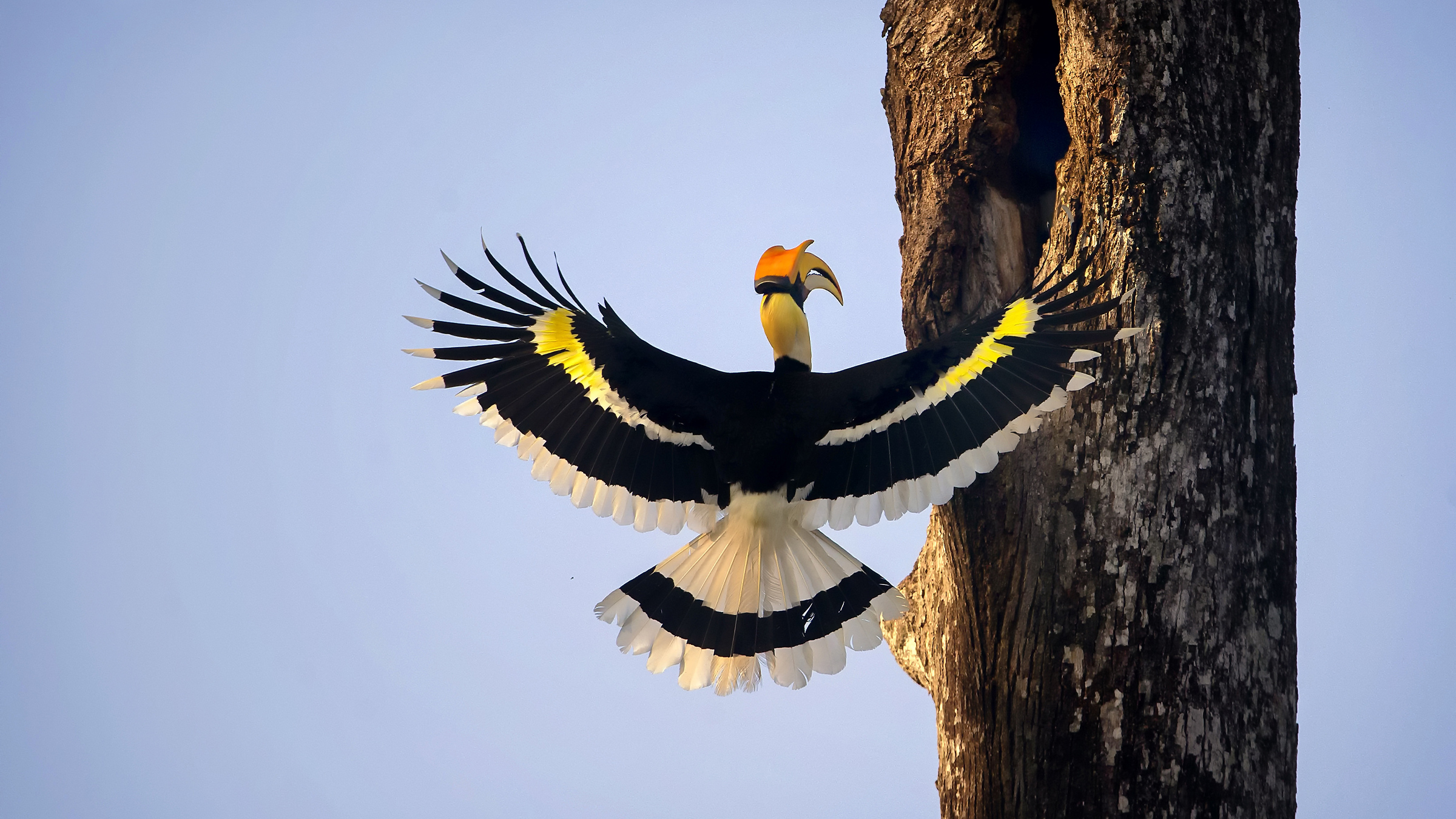 A male great hornbill approaches the nest in which its mate stays with the eggs or chicks. Image by Nandha via Wikimedia Commons (CC BY-SA 4.0).