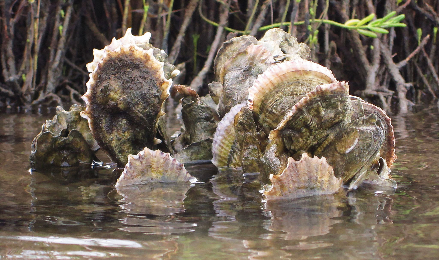 Eastern oyster (Crassostrea virginica) in Louisiana. Image © Don Abrams via iNaturalist (CC BY 4.0). Eastern oyster (Crassostrea virginica) in Louisiana. Image © Don Abrams via iNaturalist (CC BY 4.0).