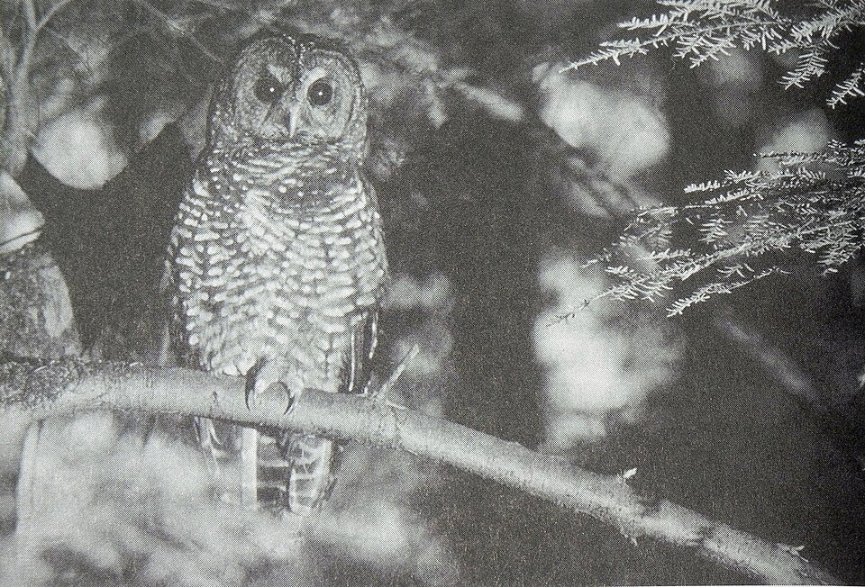 Northern Spotted Owl 1990.JPG