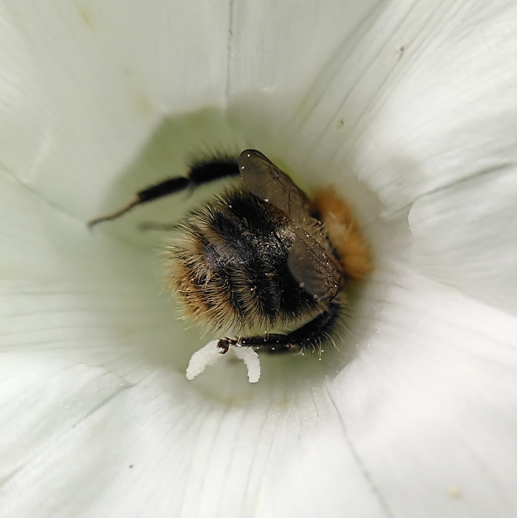 Bombus pascuorum — "Bombus pascuorum" by sharoncooper, via GBIF · CC BY 4.0