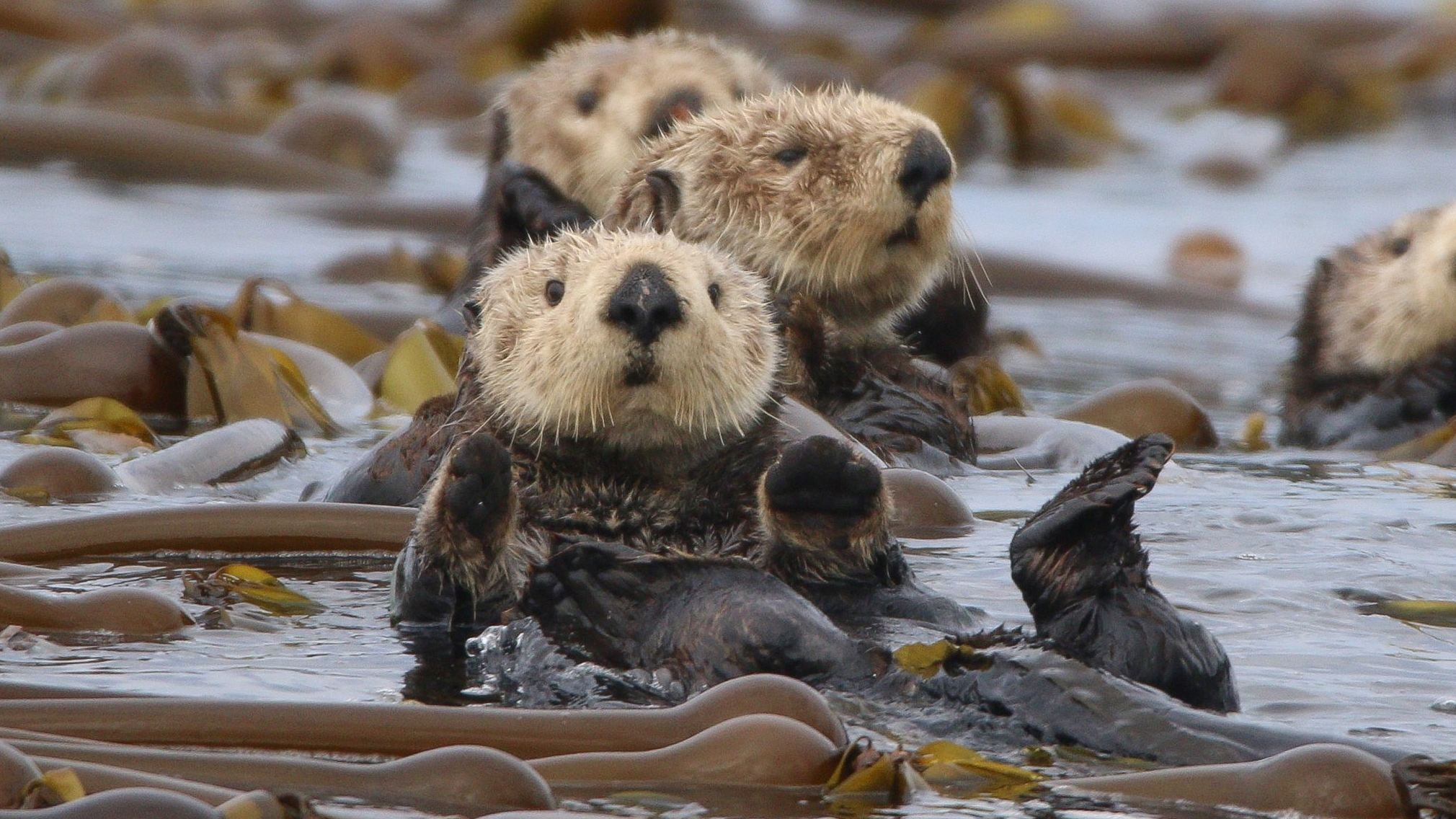 Northern sea otters (Enhydra lutris ssp. kenyoni) in a kelp forest in Strathcona, B.C., Canada. Image © Liam Ragan via iNaturalist (free to use).