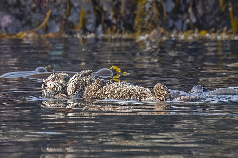 Northern sea otter (Enhydra lutris kenyoni) female and pup Tofino.jpg — "Northern sea otter (Enhydra lutris kenyoni) female and pup Tofino.jpg" by Charles J. Sharp, CC BY-SA 4.0, via Wikimedia Commons