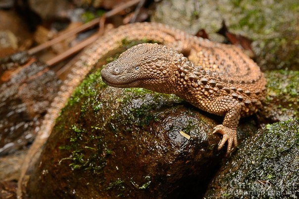 Real Lanthanotus borneensis.jpg — "Real Lanthanotus borneensis.jpg" by Chien C. Lee, Wild Borneo Photography, CC BY-SA 4.0, via Wikimedia Commons