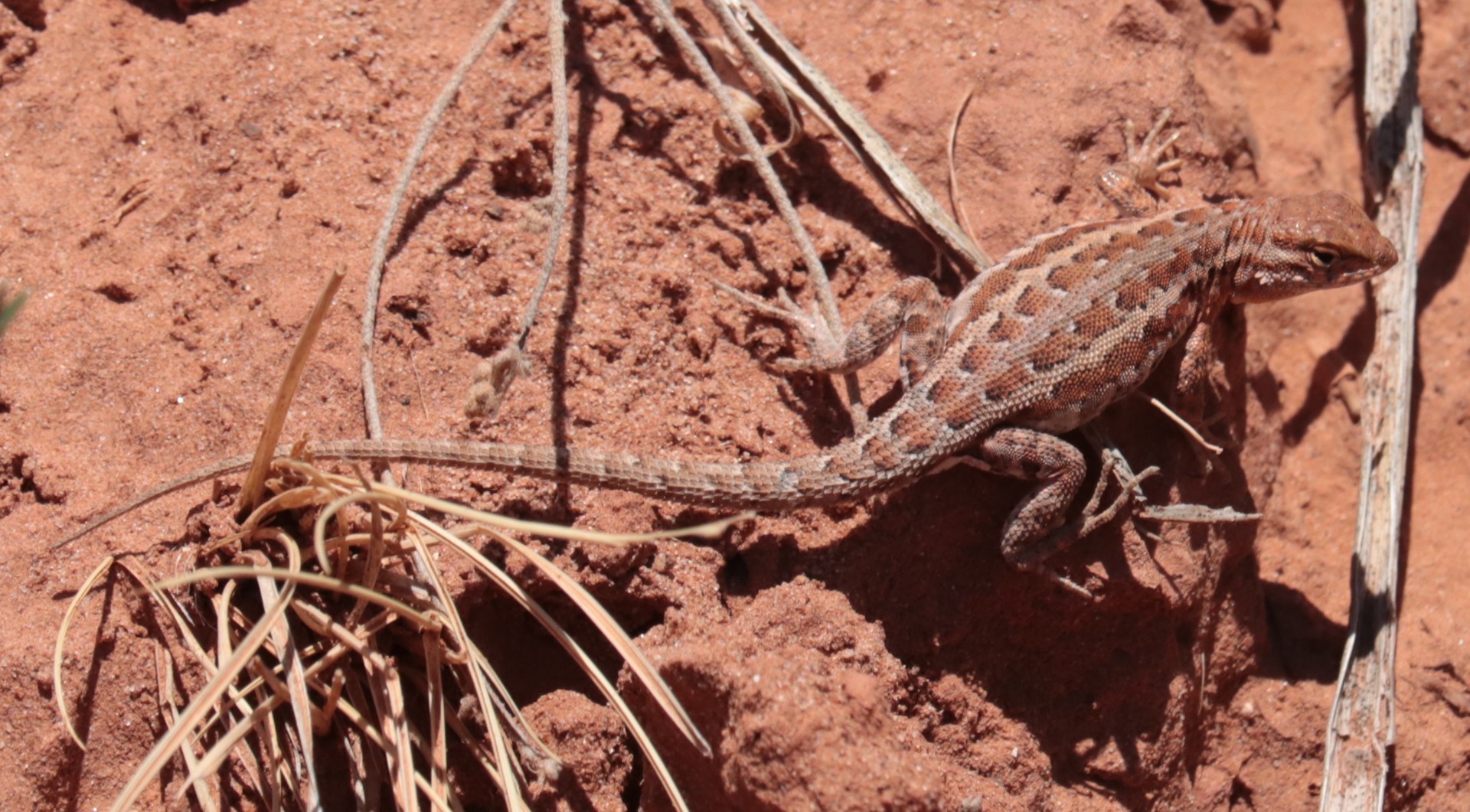 Uta stansburiana — "Uta stansburiana" by crseaquist, via GBIF · CC BY 4.0