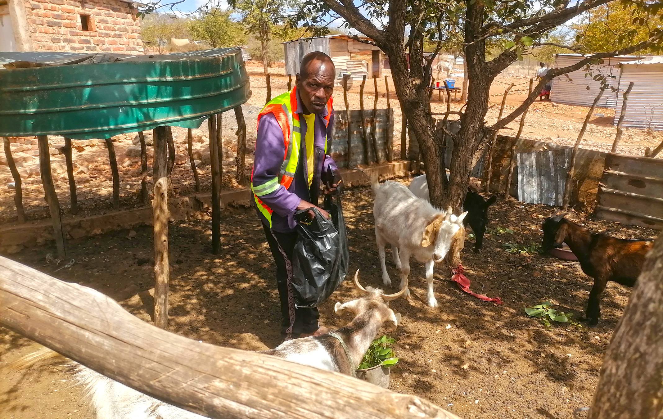 A Malala drift area resident feeding his goats which he he said he believes should have so far multiplied. Image by Bernard Chiguvare for Mongabay.