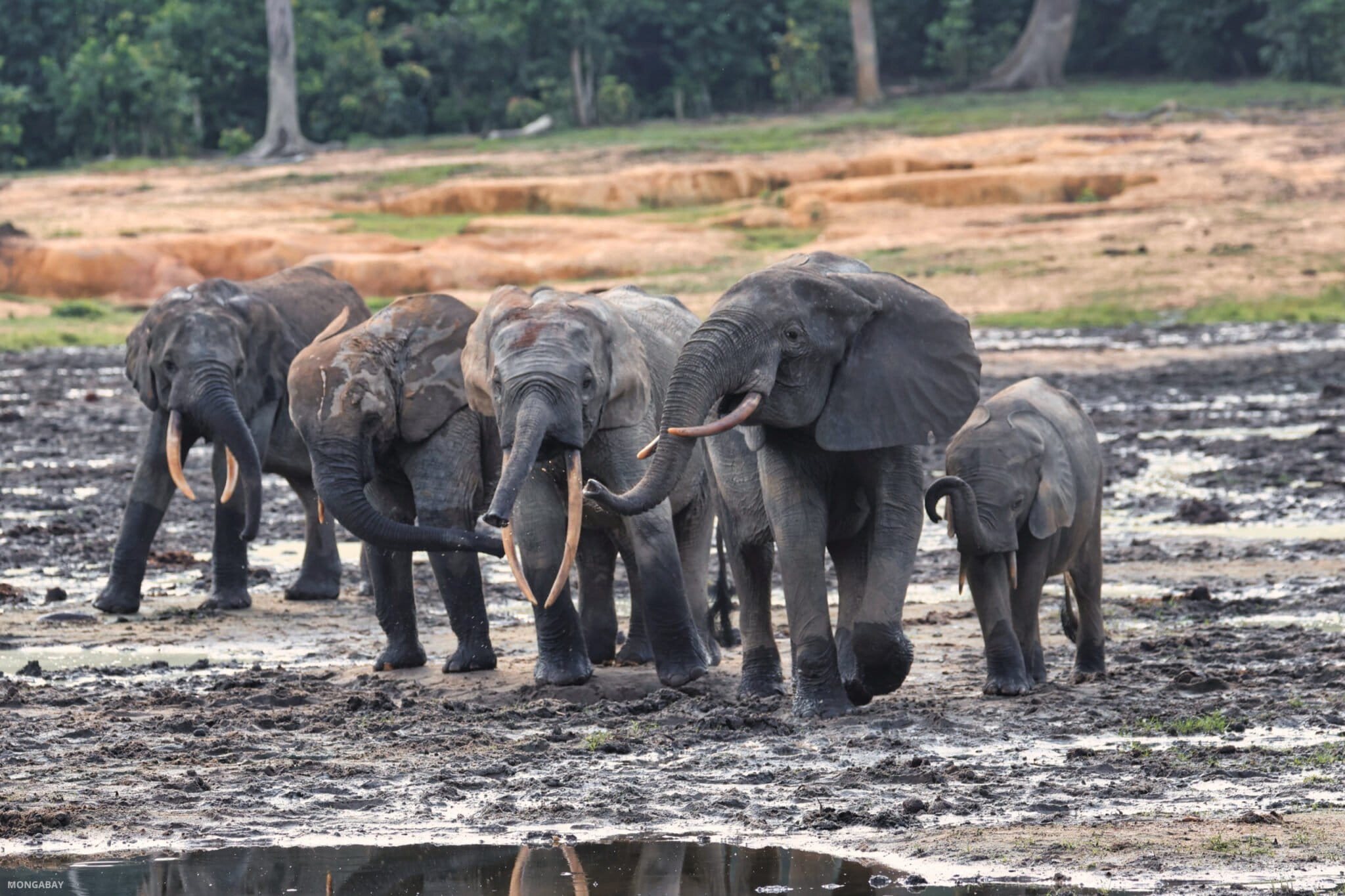 Image by Rhett A. Butler/Mongabay. “For mothers and young elephants, Dzanga Bai becomes something of a playground and a very safe place,” says Ivonne Kienast, project manager and head researcher of the Dzanga Forest Elephant Project. Image by Rhett A. Butler/Mongabay.