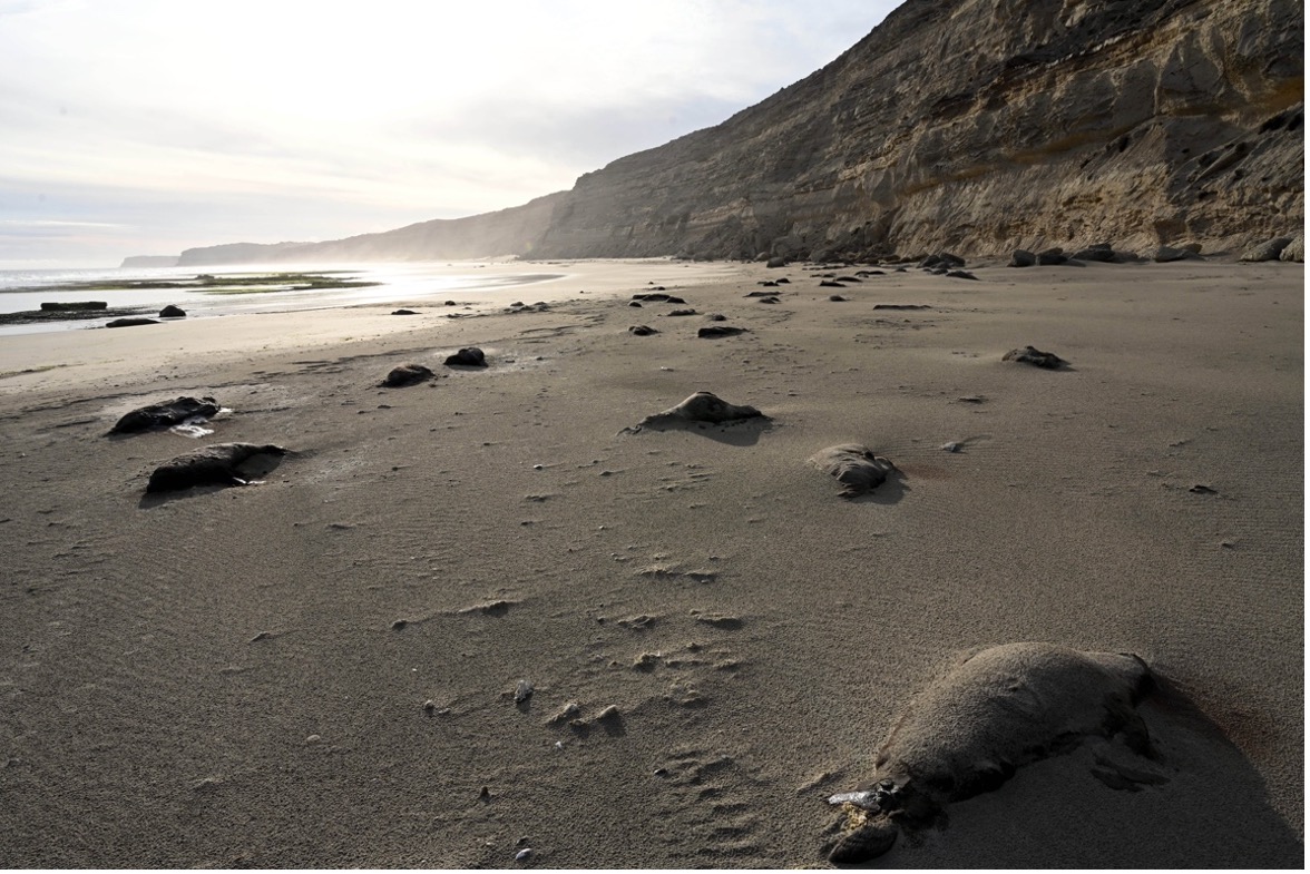 Dead elephant seal pups on a beach in Argentine Patagonia. It’s unclear how they died. Image © Maxi Jonas via WCS.