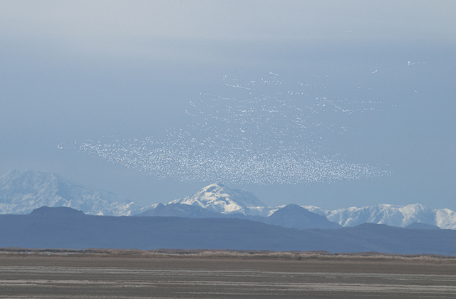 Snow Geese Migration (22473066584).jpg