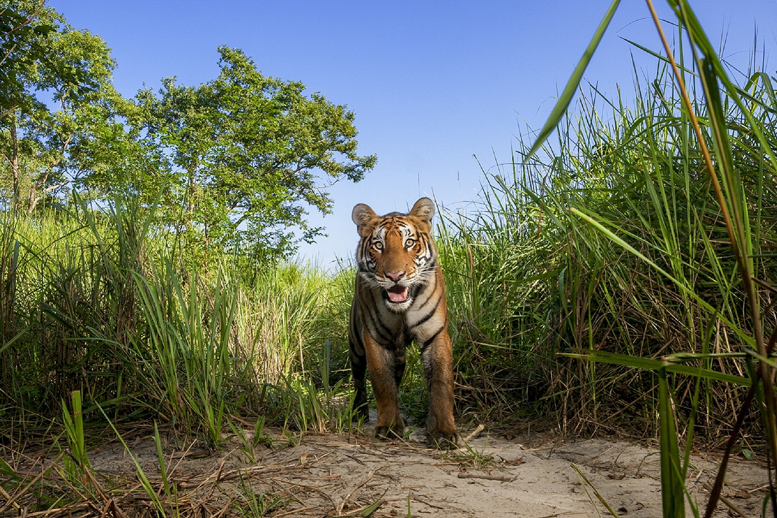A young Bengal tiger walks along a path through elephant grass in India’s Kaziranga National Park. — Image by Steve Winter/Big Cat Voices.