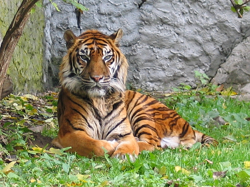 Panthera tigris sumatran subspecies.jpg — "Panthera tigris sumatran subspecies.jpg" by Monika Betley, CC BY-SA 3.0, via Wikimedia Commons
