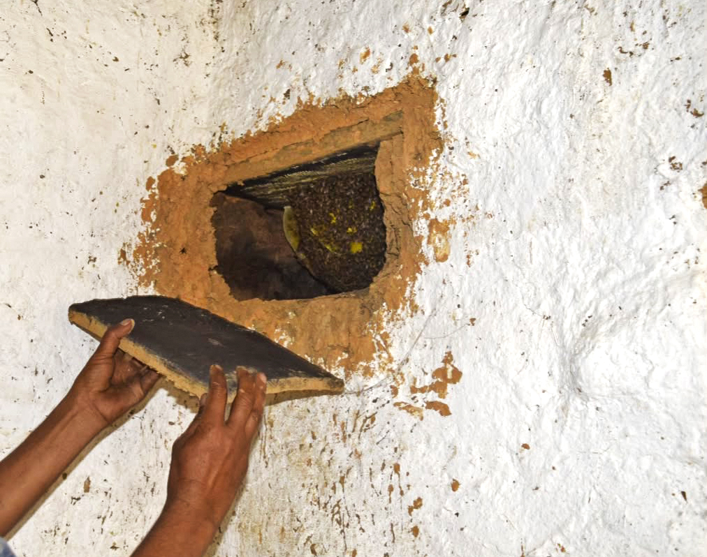 Bee colony inside of a wall hive of a resident in Okhalkanda, Uttarakhand. — Image courtesy of Nagma Parveen.