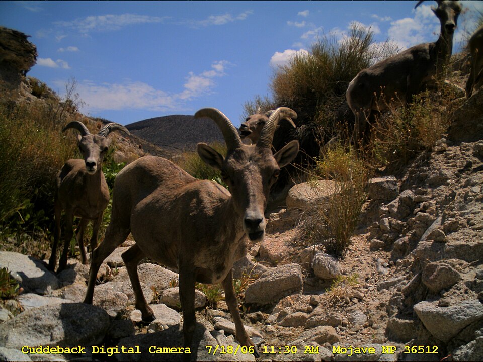 Desert bighorn sheep (Ovis canadensis nelsoni), Mojave NP.jpg
