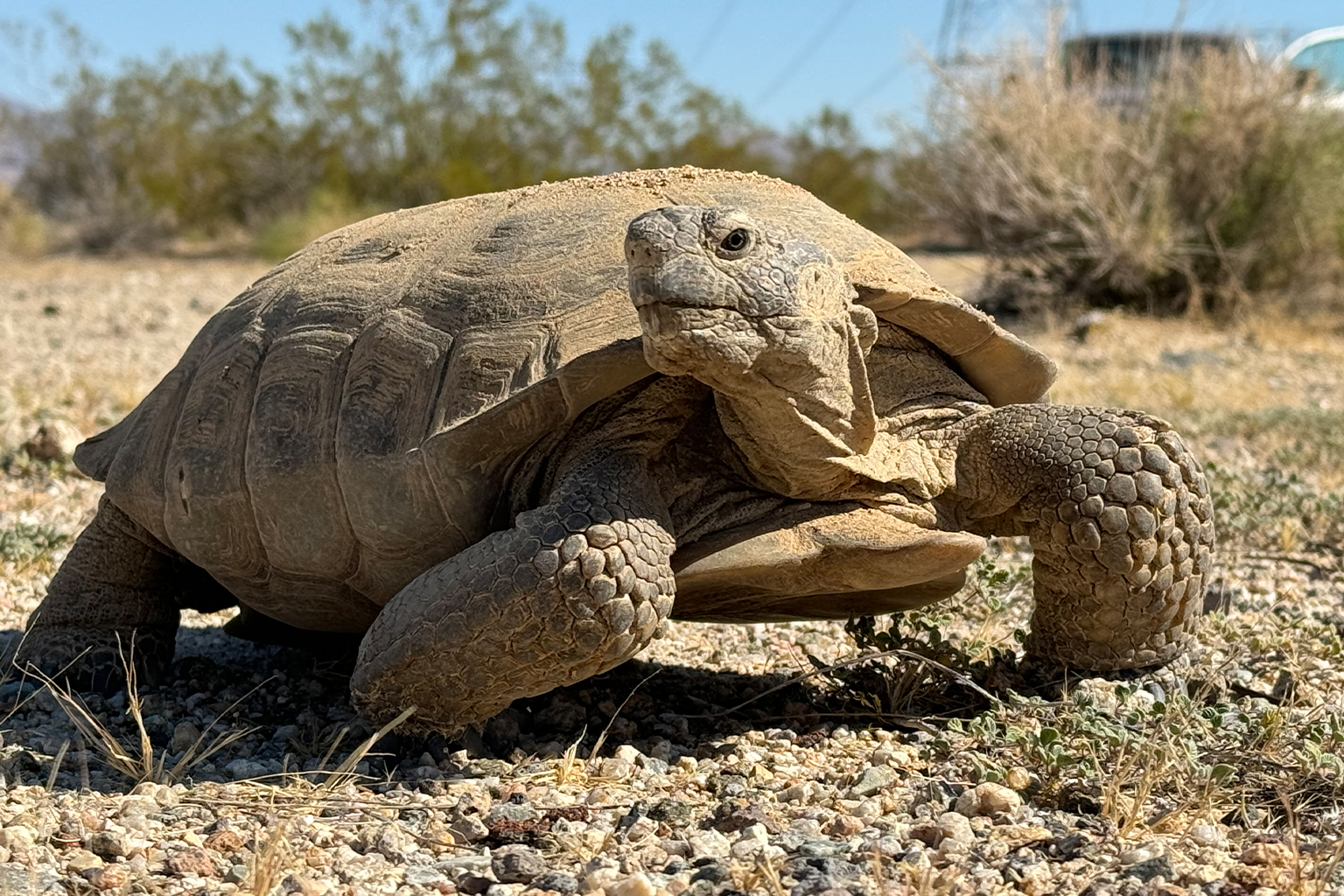 This large solar array would also obstruct desert tortoise (Gopherus agassizii) habitat, which has already undergone significant loss due to climate change and land developments. Image courtesy of Kayla Thompson/Mojave Desert Land Trust.