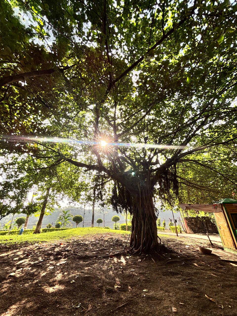 Image by Stephin Thomas. A banyan tree at the Madhavrao Scindia Garden. — Image by Stephin Thomas.