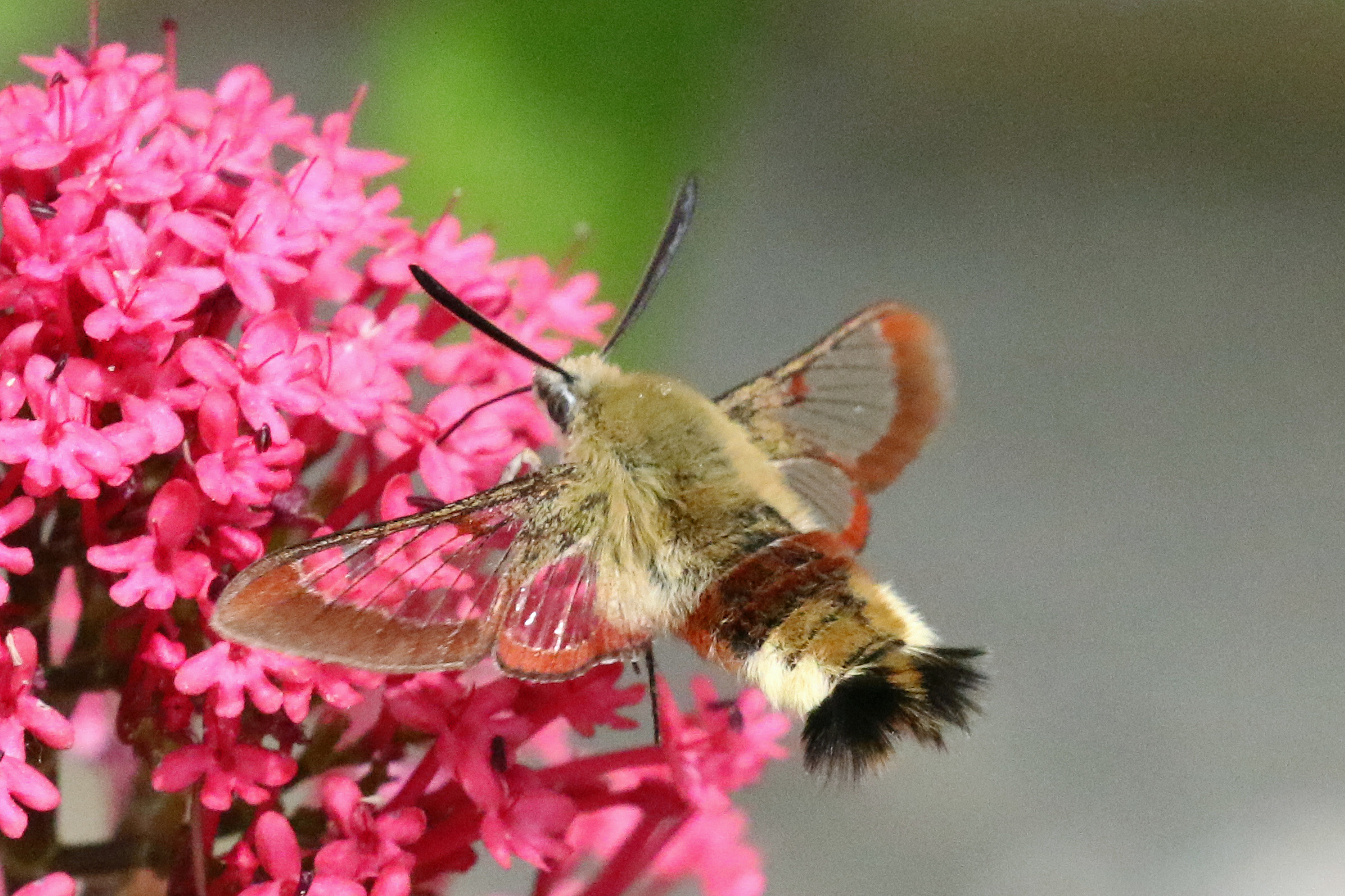 "Hemaris fuciformis" by Roy Lowry, via GBIF · CC BY 4.0 Hemaris fuciformis — "Hemaris fuciformis" by Roy Lowry, via GBIF · CC BY 4.0